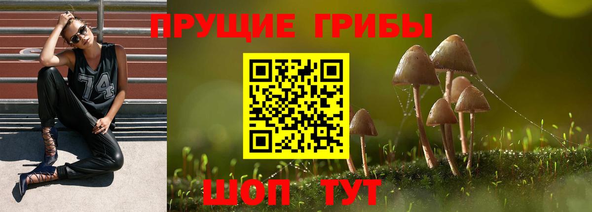 Галлюциногенные грибы Psilocybe Архангельск